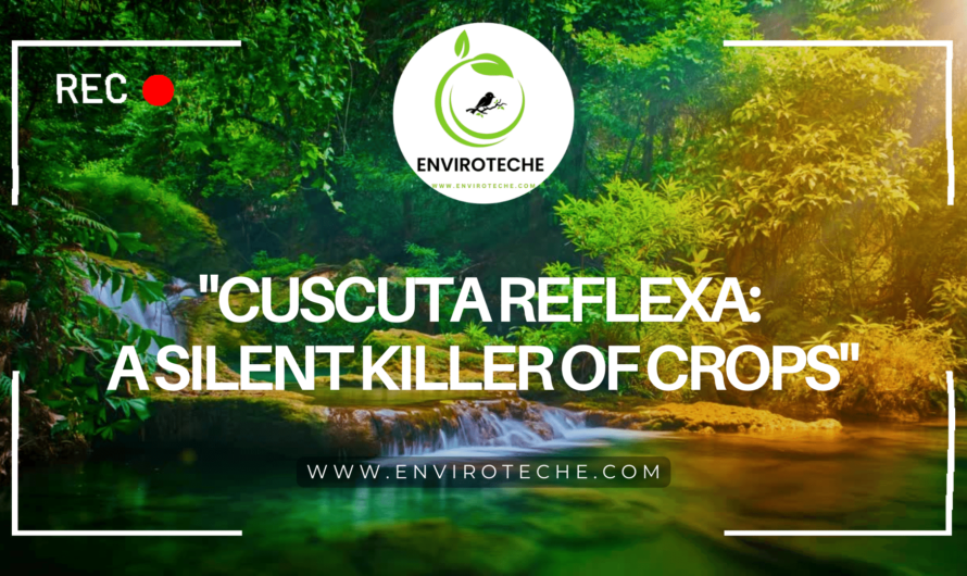 “Cuscuta Reflexa: A Silent Killer of Crops”