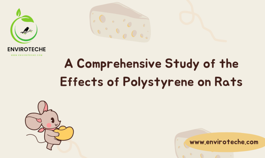 A Comprehensive Study of the Effects of Polystyrene on Rats