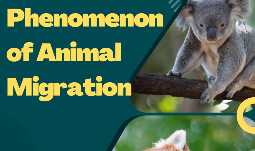 The Fascinating Phenomenon of Animal Migration