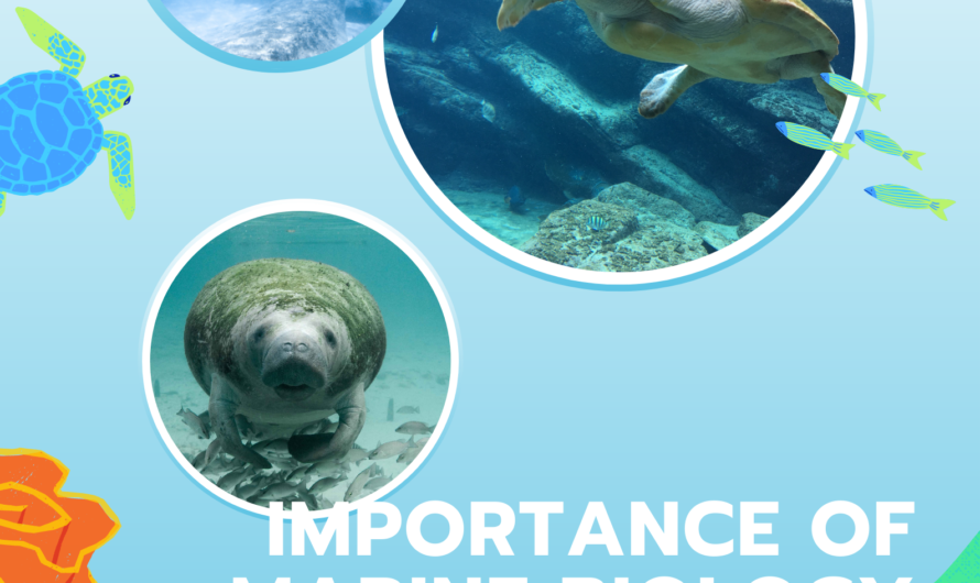 Unveiling the Empowering Importance of Marine Life for a Sustainable Future