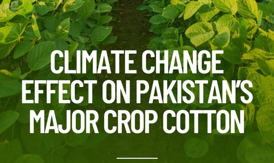 Effect of Climate Change on Major Cotton Crop in Pakistan